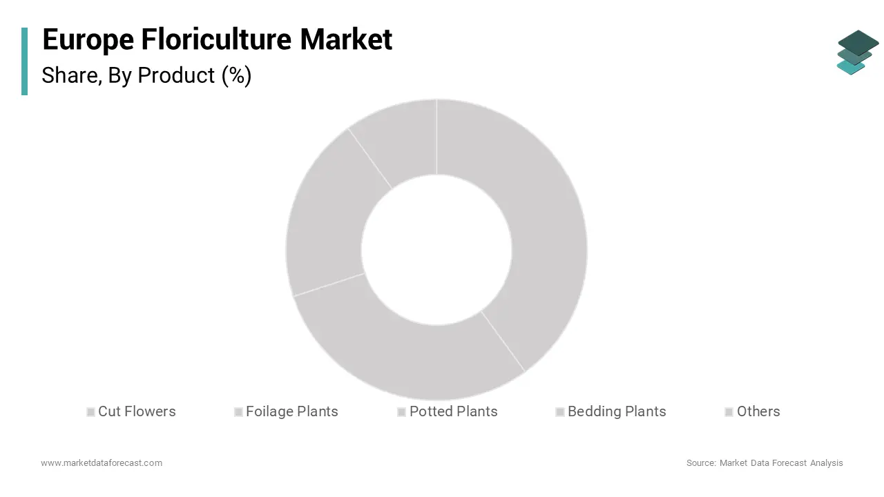 The cut flowers segment dominated the floriculture market in Europe, representing 55.7% of the total market share over the forecast period